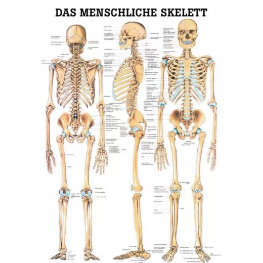 LEHRTAFEL 70 x 100 CM Das menschliche Skelett (Laminiert)