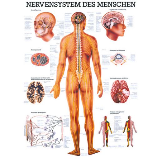 LEHRTAFEL 70 x 100 CM Das Nervensystem des Menschen (Laminiert)