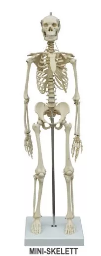 SKELETT A200 STANDARD & MINIATUR SKELETT MI200