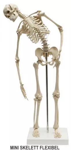 FLEXIBLES SKELETT A200.2 & MINI SKELETT FLEXIBEL MI200.2