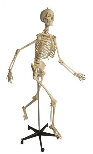 Skelett physiologisch A203