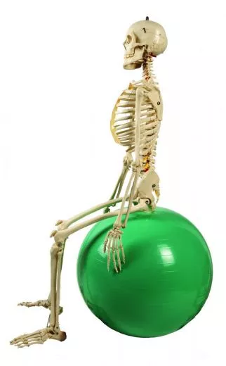 Skelett physiologisch A203