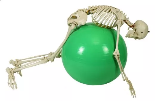 Skelett physiologisch A203