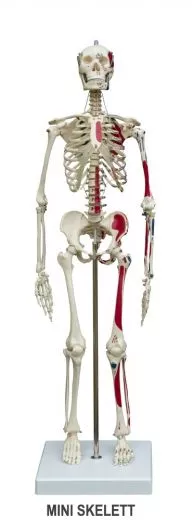 Skelett mit Muskeldarstellung A200.1 & Mini Skelett mit Museldarstellung MI200.1