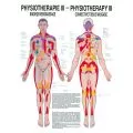 LEHRTAFEL 50 x 70 CM Physiotherapie III, LAMINIERT (BINDEGEWEBSMASSAGE)