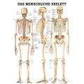 LEHRTAFEL 50 x 70 CM DAS MENSCHLICHE SKELETT (LAMINIERT)