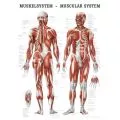 LEHRTAFEL 50 x 70 CM Das Muskelsystem (Laminiert)