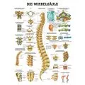 LEHRTAFEL 70 x 100 CM Die Wirbelsule (Laminiert)