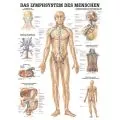 LEHRTAFEL 70 x 100 CM Das Lymphsystem (Laminiert)