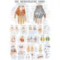 LEHRTAFEL 70 x 100 CM Die menschliche Hand (Laminiert)