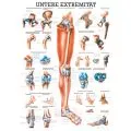 LEHRTAFEL 70 x 100 CM Die Untere Extremitt (Laminiert)