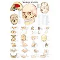 LEHRTAFEL 70 x 100 CM Der Menschliche Schdel (Laminiert)