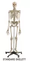 SKELETT A200 STANDARD & MINIATUR SKELETT MI200