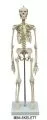 SKELETT A200 STANDARD & MINIATUR SKELETT MI200