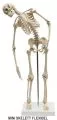 FLEXIBLES SKELETT A200.2 & MINI SKELETT FLEXIBEL MI200.2