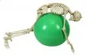 Skelett physiologisch A203