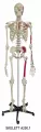 Skelett mit Muskeldarstellung A200.1 & Mini Skelett mit Museldarstellung MI200.1