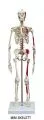 Skelett mit Muskeldarstellung A200.1 & Mini Skelett mit Museldarstellung MI200.1
