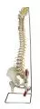 FLEXIBLE Wirbelsule mit Muskelbemalung A260