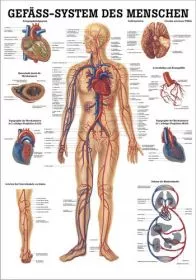 LEHRTAFEL 70 x 100 CM GEFSSSYSTEM DES MENSCHEN (LAMINIERT)