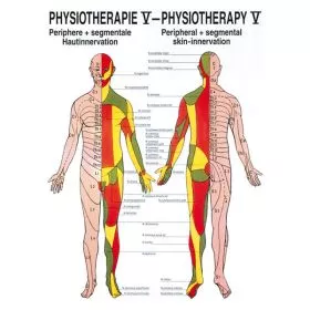 LEHRTAFEL 50 x 70 CM Physiotherapie V, LAMINIERT (HAUTINNERVATION)