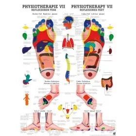 LEHRTAFEL 50 x 70 CM Physiotherapie VII, laminiert (REFLEXZONEN FUSS)
