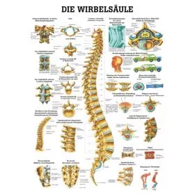 LEHRTAFEL 50 x 70 CM Die Wirbelsule (LAMINIERT