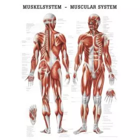 LEHRTAFEL 50 x 70 CM Das Muskelsystem (Laminiert)