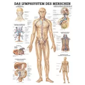 LEHRTAFEL 70 x 100 CM Das Lymphsystem (Laminiert)