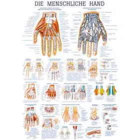 LEHRTAFEL 70 x 100 CM Die menschliche Hand (Laminiert)