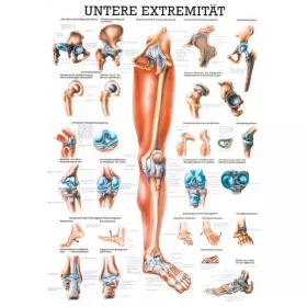 LEHRTAFEL 70 x 100 CM Die Untere Extremitt (Laminiert)