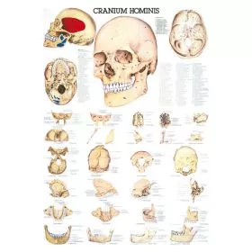 LEHRTAFEL 70 x 100 CM Der Menschliche Schdel (Laminiert)