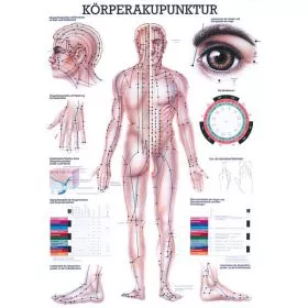 LEHRTAFEL 70 x 100 CM Krperakupunktur (Laminiert)