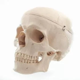 BUDGET Schdelmodell 3-teilig AZUBI2002