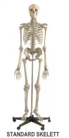 SKELETT A200 STANDARD & MINIATUR SKELETT MI200