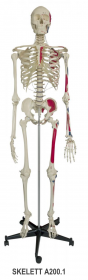 Skelett mit Muskeldarstellung A200.1 & Mini Skelett mit Museldarstellung MI200.1