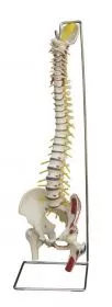 FLEXIBLE Wirbelsule mit Muskelbemalung A260