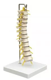 Brustwirbelsule A214